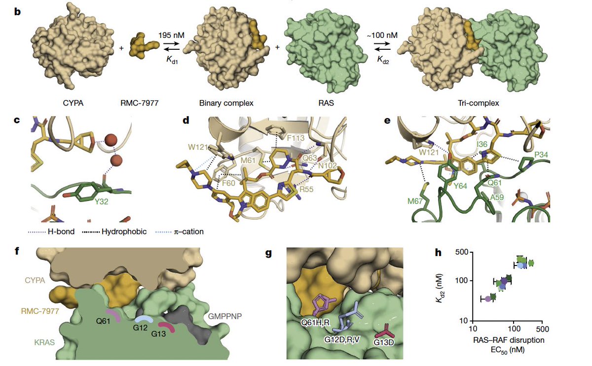 KatsuakiMaehara's tweet photo. 🌟 #RAS-#GTP inhibition 🌟

⚠️ not #GDP ⚠️

RMC-7977, a reversible, tri-complex #RAS inhibitor with 
broad-spectrum activity for the active state of both mutant and wild-type #KRAS, #NRAS and #HRAS variants (a RAS(ON) multi-selective inhibitor). https://t.co/l8LRDN6BYs
