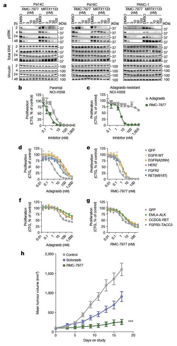 KatsuakiMaehara's tweet photo. 🌟 #RAS-#GTP inhibition 🌟

⚠️ not #GDP ⚠️

RMC-7977, a reversible, tri-complex #RAS inhibitor with 
broad-spectrum activity for the active state of both mutant and wild-type #KRAS, #NRAS and #HRAS variants (a RAS(ON) multi-selective inhibitor). https://t.co/l8LRDN6BYs