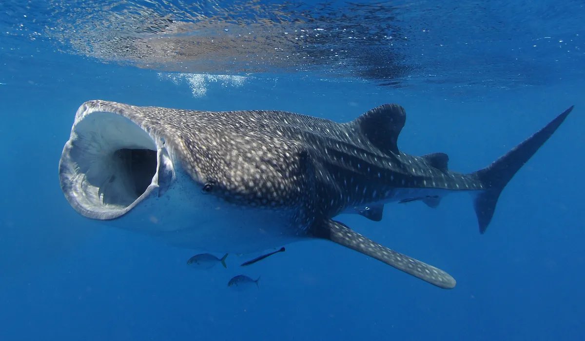 ꒰ whale shark (Rhincodon typus) 🐋.˳⁺⁎˚ ⋆