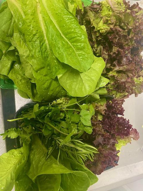 Lovely fresh leaf produce grown in West Tanfield, being prepared in The Bull Inn, West Tanfield, kitchens for a marvellous freshly cooked meal. Call 01677 470678 to reserve a table.
#freshproduce #freshlycookedmeal #locallygrownproduce #sourcedlocally #freshlycookedpubfood #pub