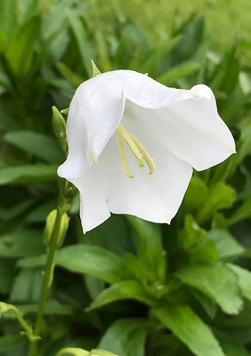 Garden cheer.
Campanula - Paper Bellflower – just seeded itself on the path. A delicate wanderer.
“A little flower that blooms in May
A lovely sunset at the end of a day
Someone helping a stranger along the way
That's heaven to me. ” Sam Cooke