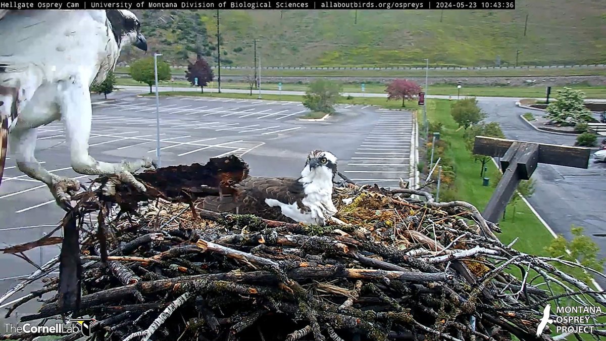 10:43, 5/23   Iris returns from her break.....with talons full!    #HellgateOsprey