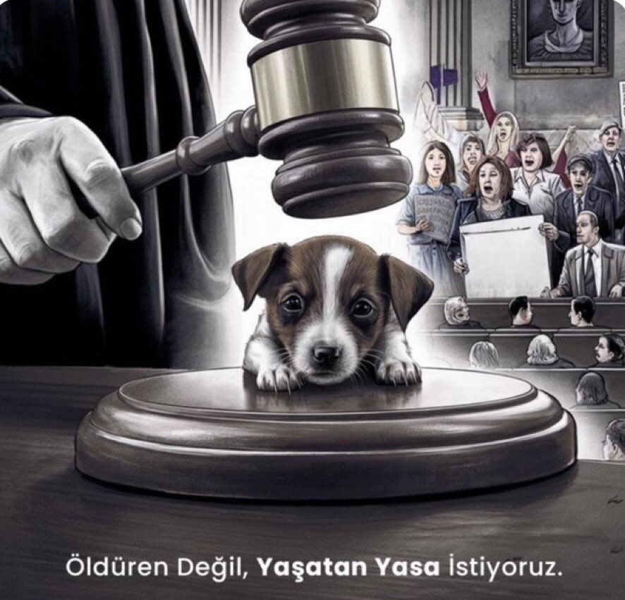 1deryz's tweet photo. #HayvanKatliamıİstemiyoruz https://t.co/wzrsytlrbp