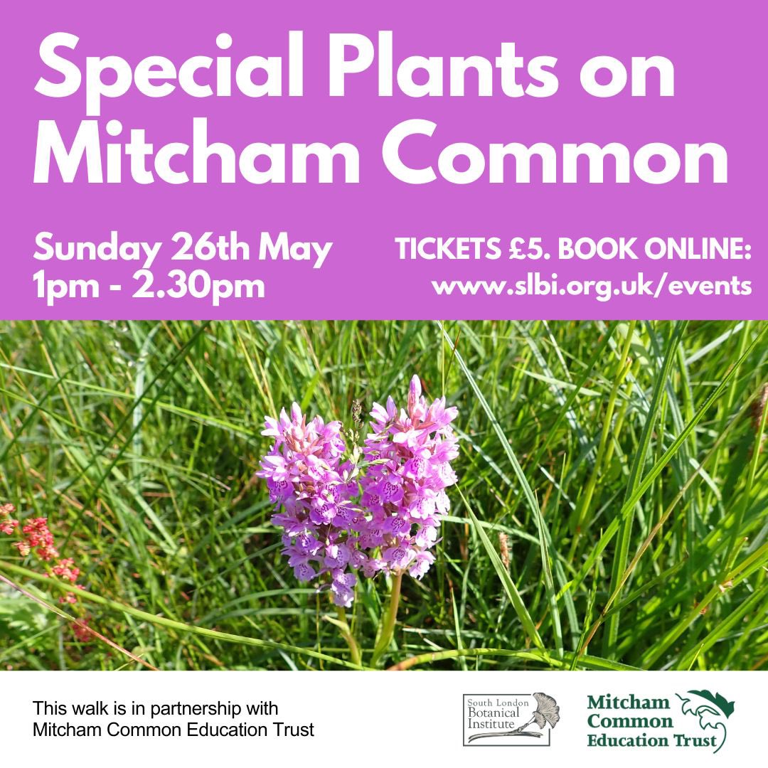Few tickets left! Join us as we explore ‘Special Plants on Mitcham Common’ (Part of the Mitcham Common Walk Series) led by led by Jane Lowe and Moira O’Donnell @NatureLark 
Book here: slbi.org.uk/event/special-…
#mitchamcommon #SLBI #orchid #woodland #guidedwalk #grassland #Mitcham