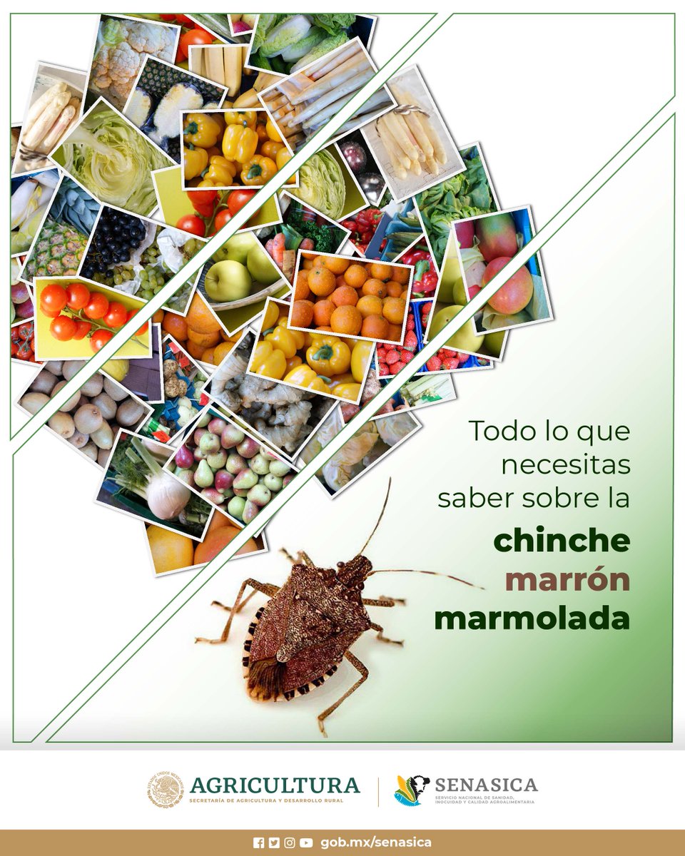 SENASICA's tweet image. 🌱💡¿Te preocupa la salud de tus plantas? La #ChincheMarrónMarmolada es una amenaza silenciosa que puede dañar tus cultivos. Con nuestra guía completa, descubre cómo detectarla, prevenirla y proteger tus cosechas. 🔍 🔗 bit.ly/4dmGVCc #Agricultura #ControlDePlagas