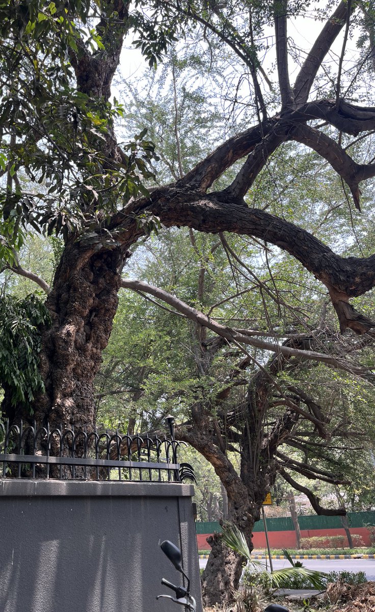 These lovely old trees are jungle jalebi trees. Have you eaten the fruit?