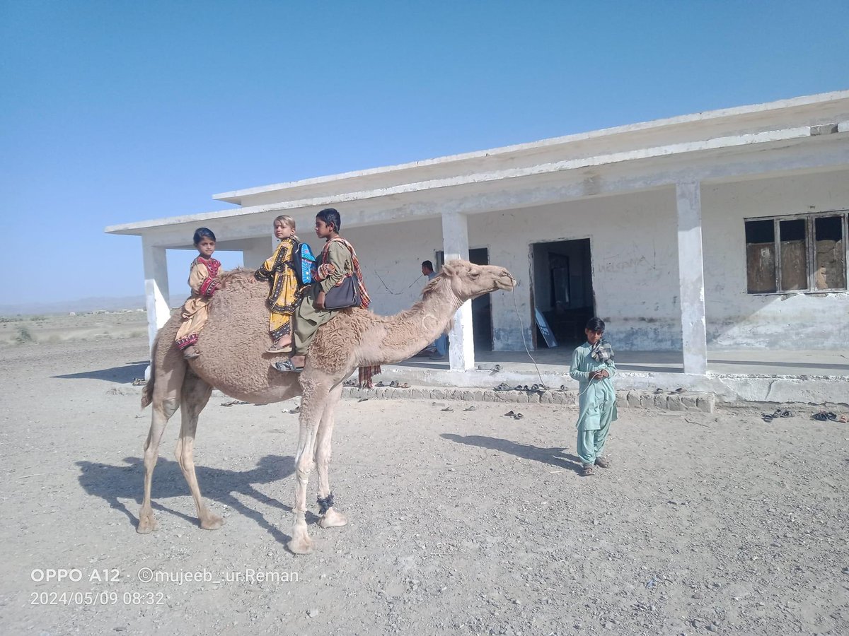 Children reached school by their traditional transport (camel)
بچے اپنی  روایتی سواری (اونٹ) سے اسکول پہنچے ہیں

📍 Gichk Panjgur