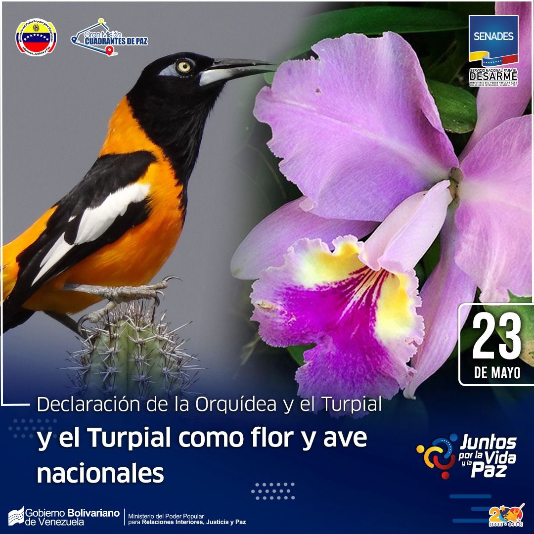 #23MAY ||#Entérate Hoy celebramos el aniversario de la declaración de dos símbolos que engalanan nuestra patria: la orquídea y el turpial. Desde 1951 y 1958, estos emblemas naturales representan la belleza y el canto que resuena en el corazón de Venezuela.
#CreoEnVenezuela