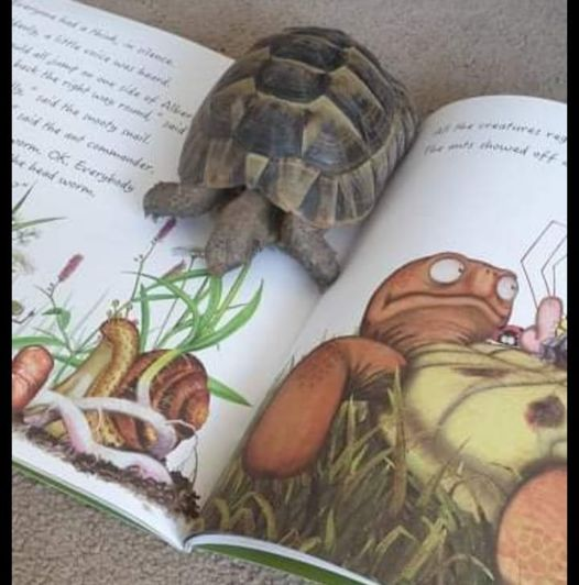 We love to see YOUR #tortoises & #turtles with #ALBERTthetortoise goodies like this friend of Albert up close with #picturebook ALBERT UPSIDE DOWN. Please keep sharing. Posing now possible with six ALBERT #picturebooks, #BoardBook + #ActivityBook Alberttortoise.com #bookish