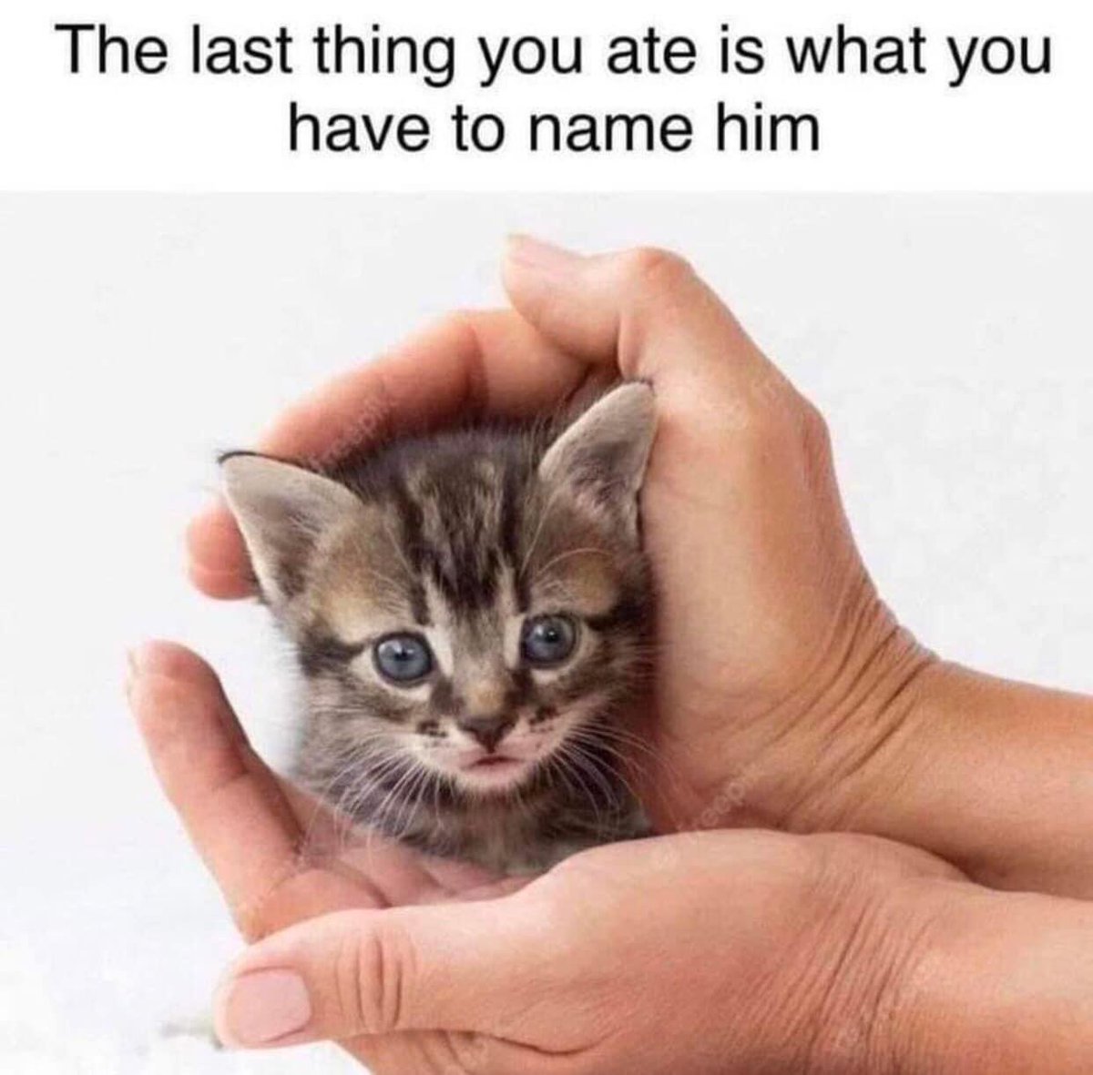 What would your kitten's name be?