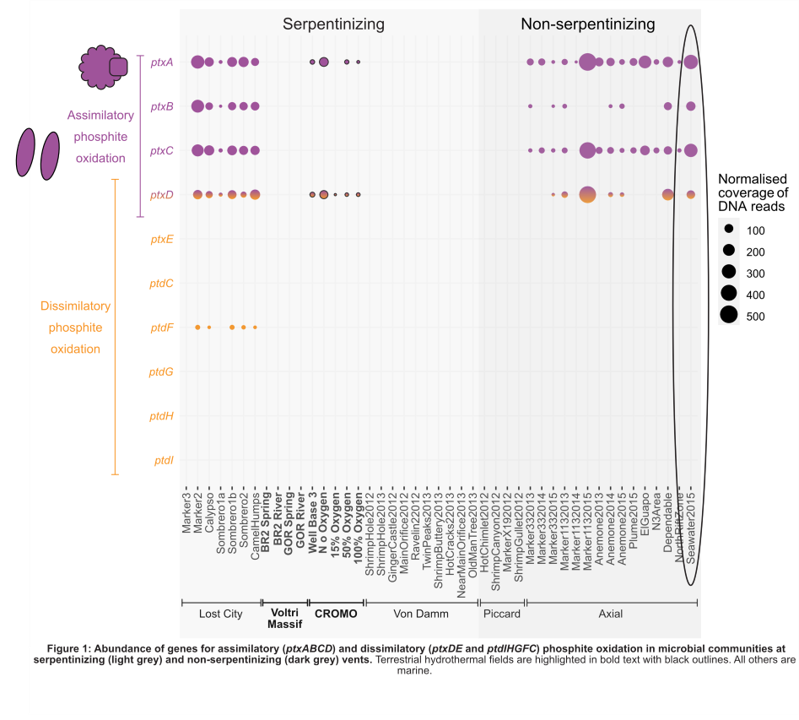 ColoradoJo19's tweet photo. #3 We found that microbes were equipped with genes to access phosphite at some of the serpentinizing sites, but not others. We think this might be because phosphite isn't emanating from the vent itself. https://t.co/mXkgOtXWvV