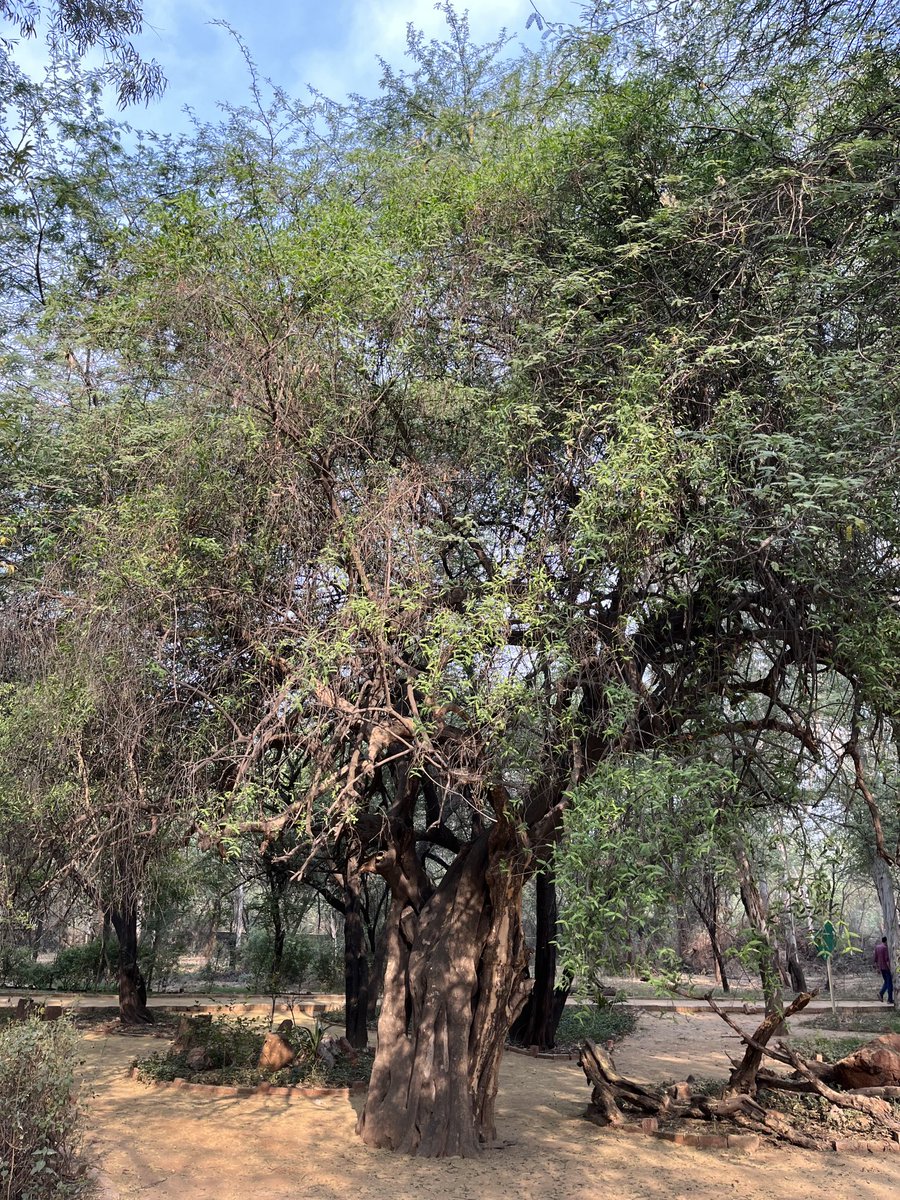 A magnificent Jaal tree. These are very slow growing trees, this could be hundreds of years old!