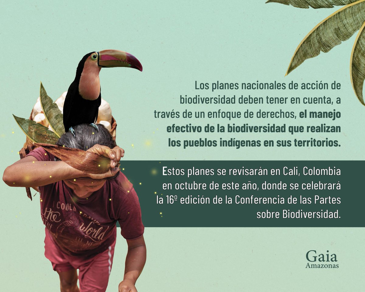 #RumboALaCOP16, los Estados firmantes de la Convención sobre Diversidad Biológica (CDB), han de actualizar, ajustar e implementar sus estrategias y planes de acción nacionales de biodiversidad: