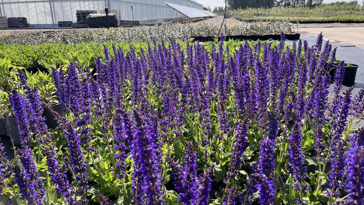 TamarNurseries's tweet photo. Salvia Nemorosa or woodland sage produces summer-long displays of violet blue flowers in a spiky formation. These are nectar rich flowers, attracting bees and other pollinators which is great for wildlife. https://t.co/WyBSomLdWX