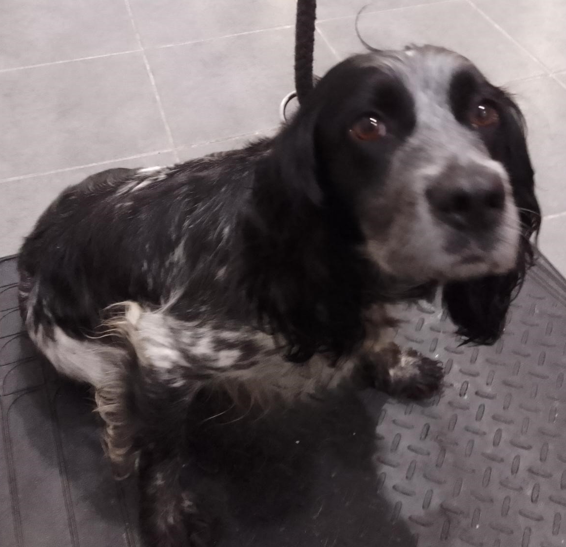 Urgent, please retweet to help find the owner or a rescue space for this stray dog, found/abandoned #NORMANDY #GUILDFORD #SURREY #UK 🆘Female, adult Cocker Spaniel very thin, she wasn't wearing a collar, her chip is not registered. Found 20 May Now in a council pound for 7