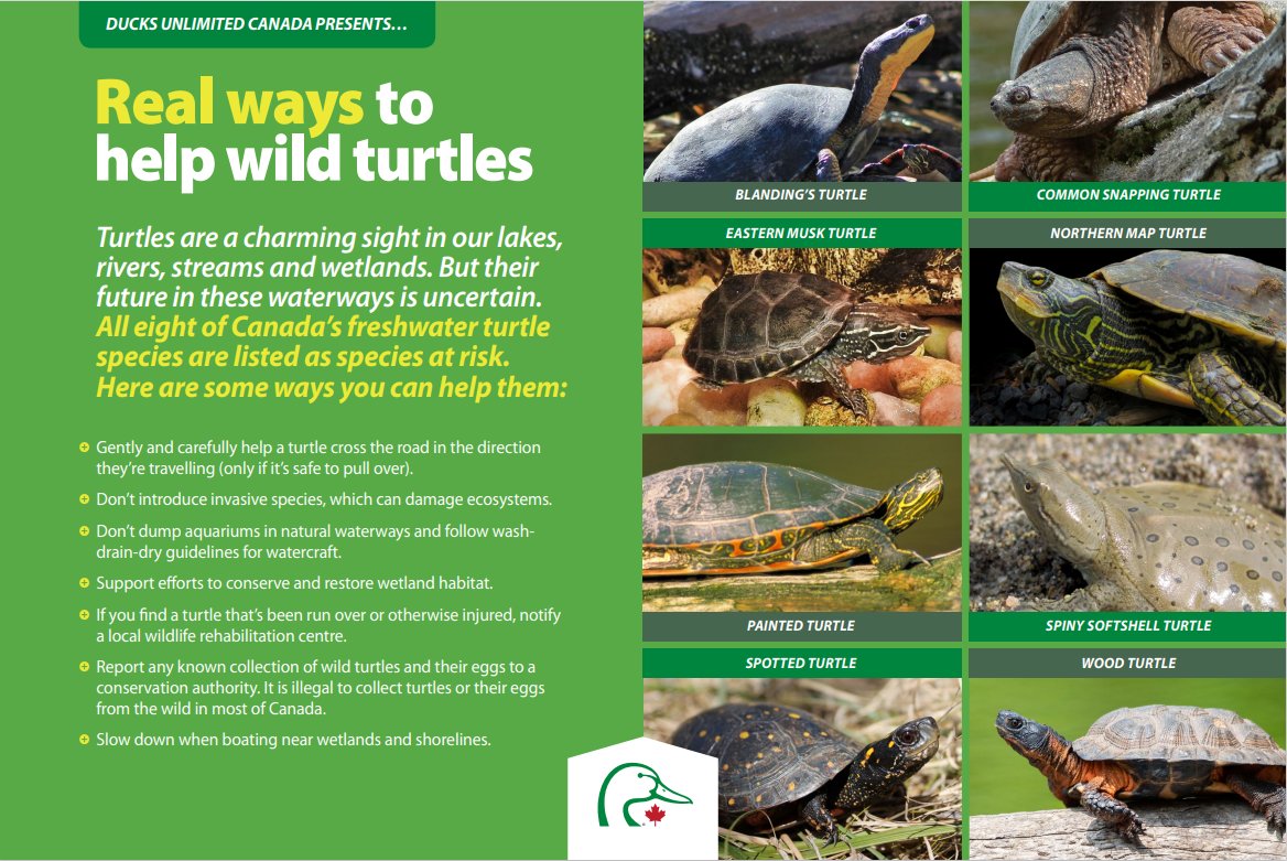 Today marks #WorldTurtleDay! All eight of Canada's freshwater turtle species are listed as species at risk—and while saving species at risk may seem like a daunting task, below we're sharing a few real ways you can help support these treasured wetland creatures.