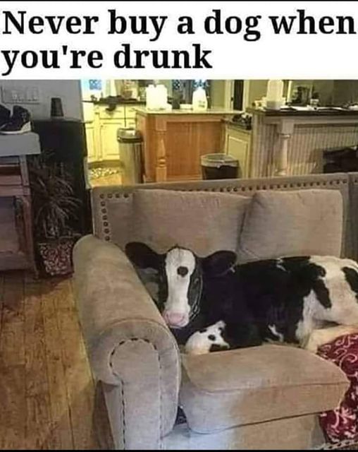 Lol – milk anyone? #Animals #Dogs #dogstagram #GoodBoy #GoodestBoy #Dogsofinstagram #Furbaby #Furbabies #Pets #Petstagram#XZEmpire #XZAnimals #Cow #CowDog