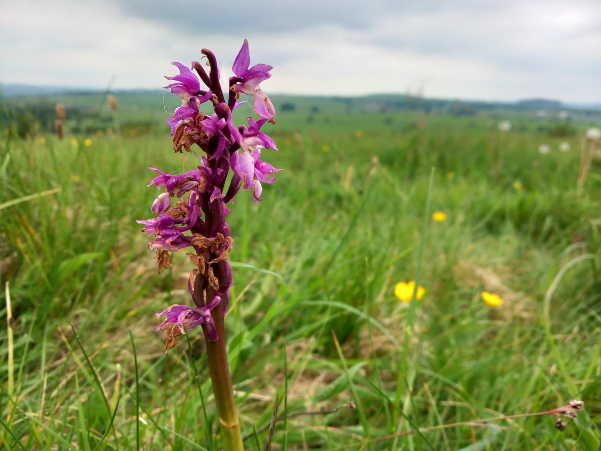 We found some time to leave our wildflower nursery and actually visit somewhere else! 😲

This early purple #orchid overlooking the #Staffordshire moorlands had slightly gone over, but that didn't detract from the lovely view into the #PeakDistrict #Wildflower #Nature