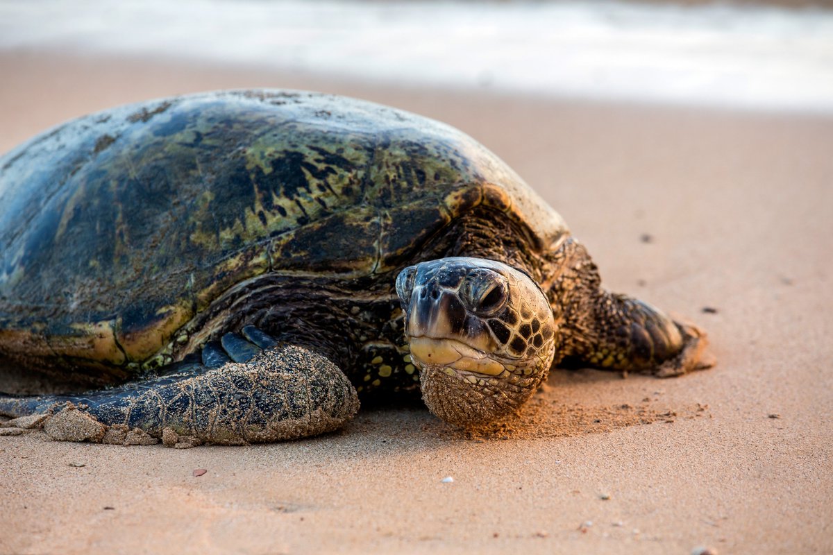 This #WorldTurtleDay we are highlighting sea turtle conservation work being conducted by OHI wildlife veterinarian Marcy Uhart and experts from several Brazilian institutions. ucdavis.edu/climate/news/s…