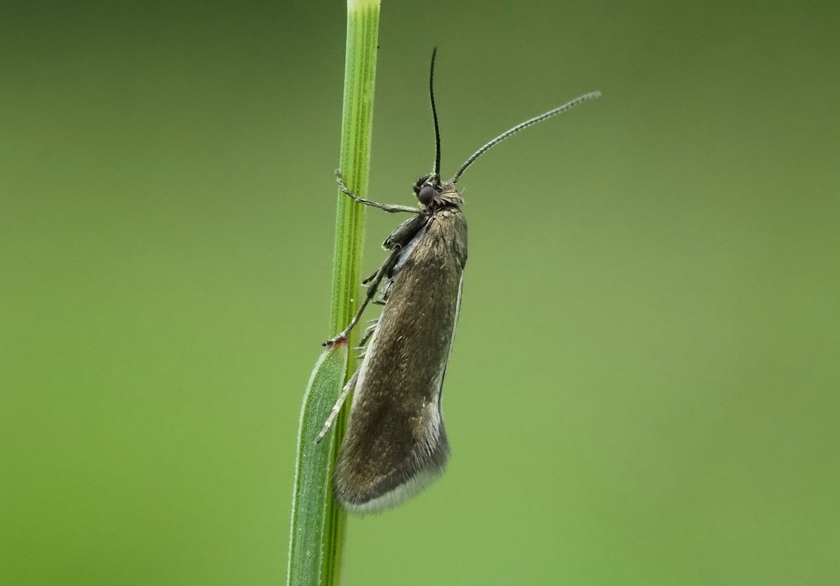 I think this is Glyphipterix fuscoviridella...incredibly abundant at Cali Heath @YorksWildlife reserve at the moment around swathes of Luzula. @ynuorg @DoubleKidney @BC_Yorkshire