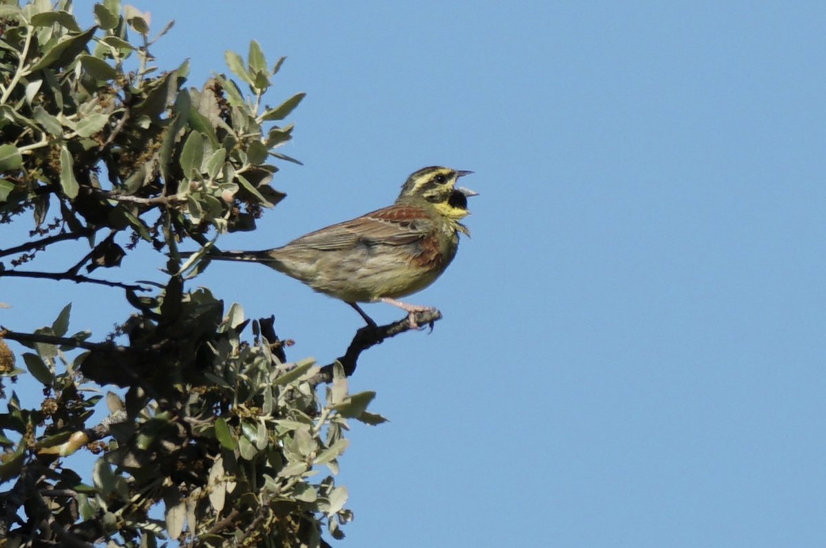jmpicasprat's tweet photo. #capcigrany #oreneta #gratapalles #ocells #ocellsdavui #ocellsdecatalunya #ocellar #birds #casserres #berguedà https://t.co/sT6zKA2T0s