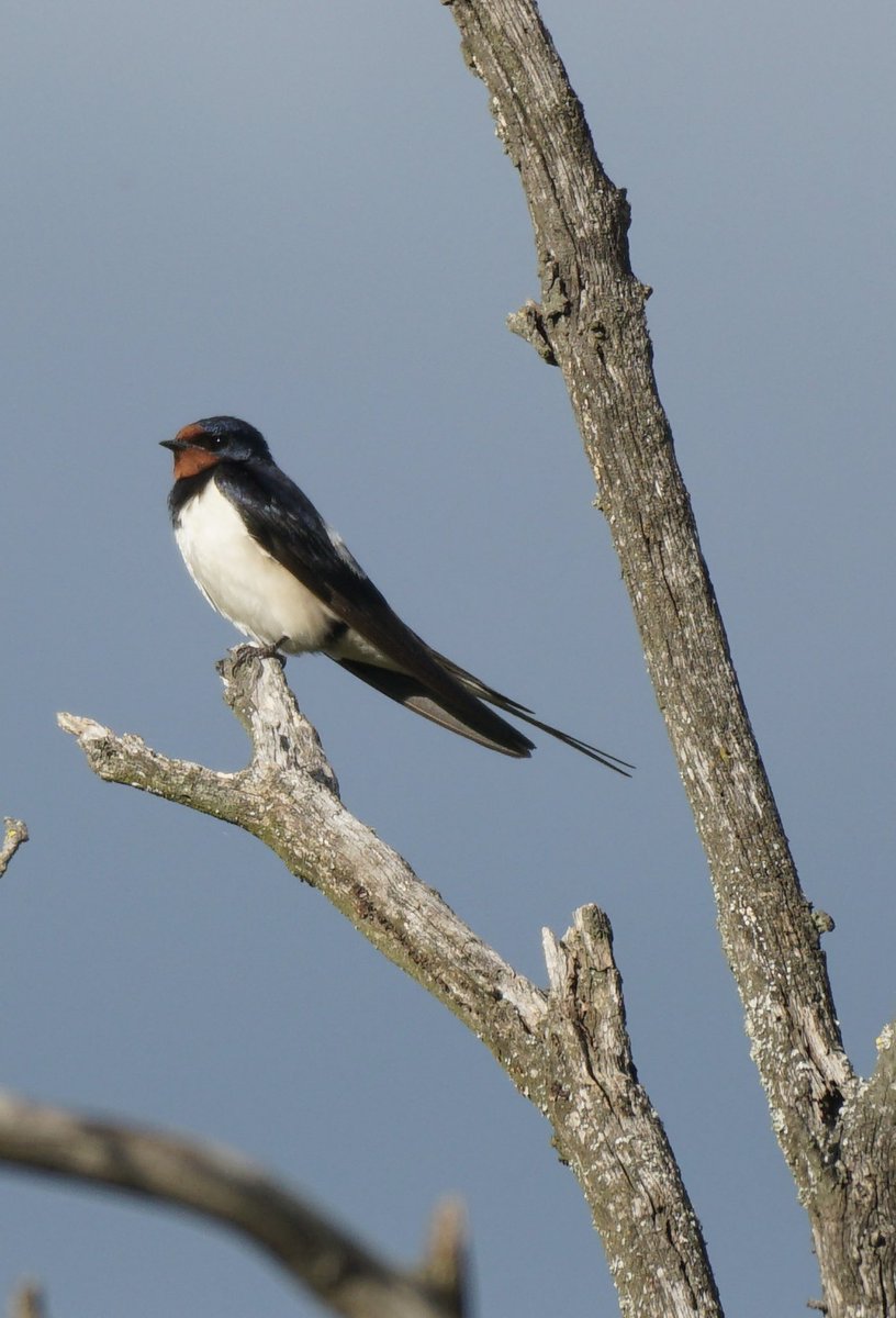 jmpicasprat's tweet photo. #capcigrany #oreneta #gratapalles #ocells #ocellsdavui #ocellsdecatalunya #ocellar #birds #casserres #berguedà https://t.co/sT6zKA2T0s