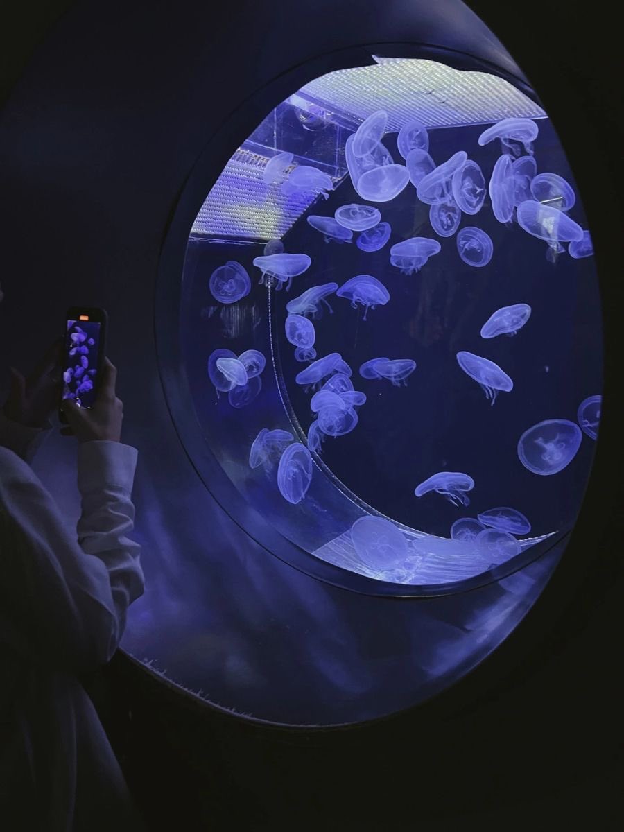300moods's tweet photo. Jelly fish https://t.co/5J5n2bX6km