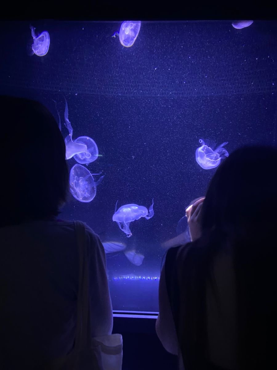 Jelly fish