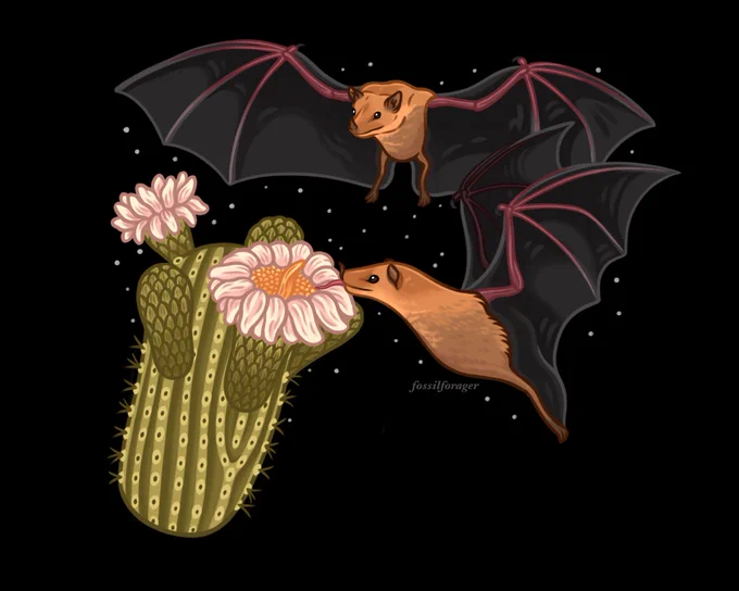 Pollinators of the night 