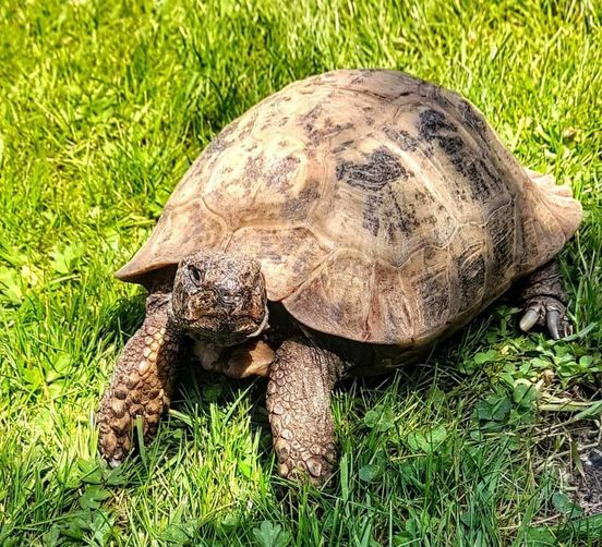 Hoorah. The #sun came back. This is #ALBERTthetortoise reporting a better day. Big #patrol. Big #feed. Supervised some #admin. Raised some #garden maintenance issues with HIM. He mumbled something about #rain. Hope the day was good to you #TakeCare AlbertTortoise.com #lawn