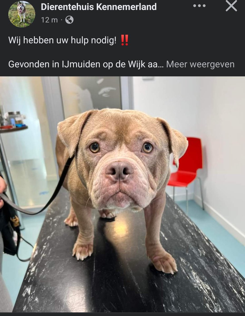Deze hond is gisteren gevonden in IJmuiden maar nog geen eigenaar die zich heeft gemeld. Ben of ken jij de eigenaar? Neem contact op met Dierentehuis Kennemerland.