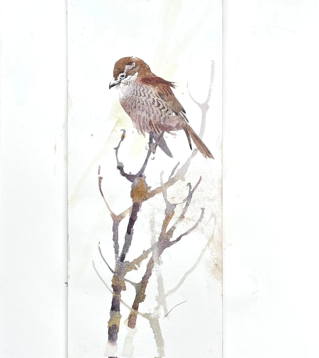 Female Red-backed Shrike study, Watercolour, 500 x 200mm.
With this weather it seems to be raining Red-backed Shrikes as well as water at the moment on the East Coast of the UK, for me the original 'Butcher Bird' and one I would marvel at as I leafed through beloved books.
