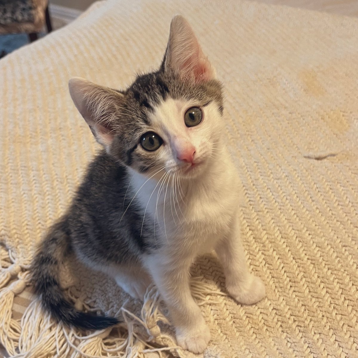 Foster_Fluff's tweet photo. Mew. #Butter #Kittens #CatsOfTwitter https://t.co/Pg8ztggXmK
