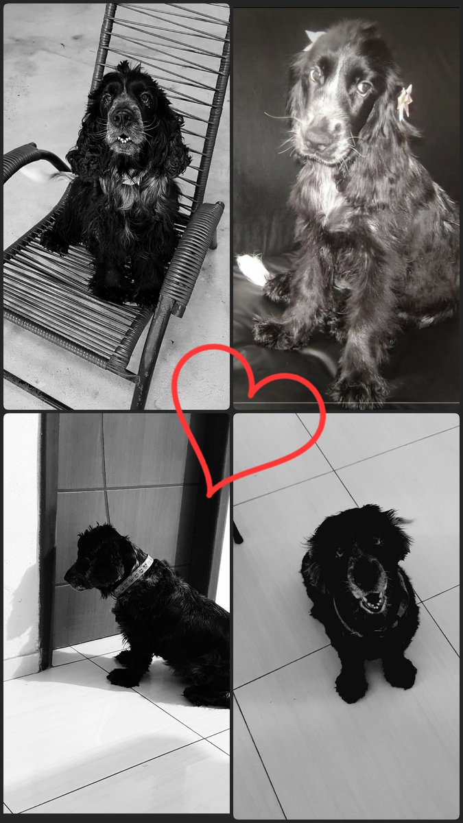 ccaiogama's tweet photo. Penélope (2010-2024)

Obrigado por tudo minha companheira! Nesses últimos 14 anos você deixou minha vida muito mais feliz, com vários momentos divertidos e engraçados. Prometo sempre lembrar de você, descanse em paz minha bebê. https://t.co/Y5YtaSWE2V