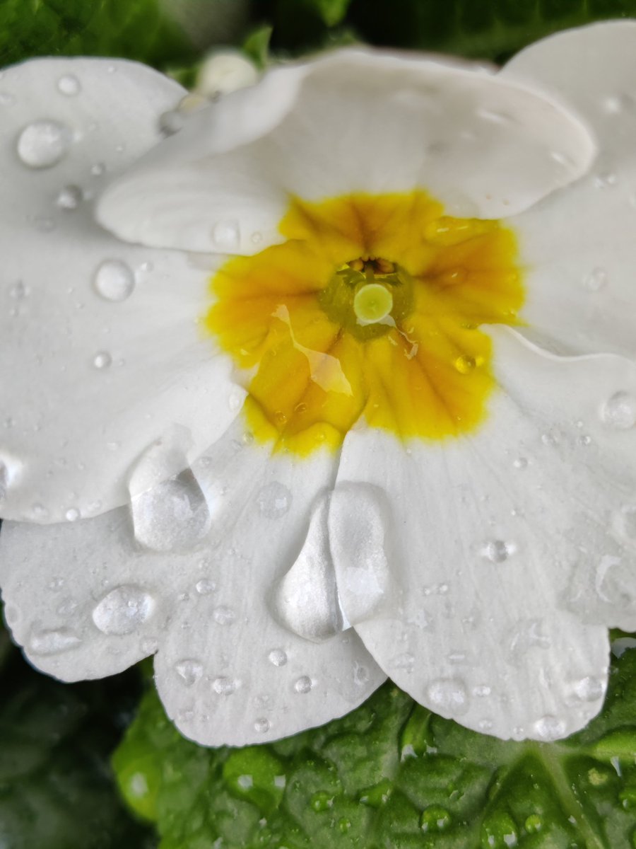 RaulGCoto's tweet photo. #plantbased #watercolor #water_shots #planttherapy #plantcommunity #watermelonsugar #watercolourflorals #flowersinmygarden #wateringplants #flowerdisplay #flowerrosin #waterplant #plantsnotpills #flowerwatercolor #sunset #veganblog #plantbasednutrition #peaks #zainfotoprodukpeka https://t.co/DGKc2Wn6sD