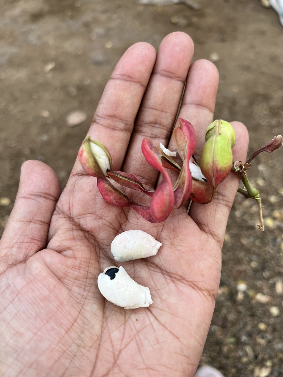 @nehaa_sinha Had it last month in a village in Khargone, MP. My first time ever!