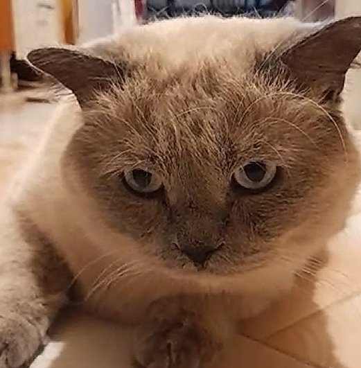 BudVZab's tweet photo. Sassy cloud
#DailyCloudTheCat #DailyCloud #Cat #CatsofTwitter #CatsOfTwitter https://t.co/DptlqGx0xY