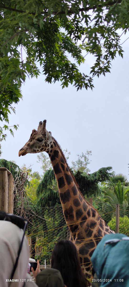 #okuldışardagünü 
Darıca Faruk Yalçın hayvanat bahçesinde daha önce görmediğimiz bi sürü hayvanı görme fırsatı bulduk. 
<a href="/sultangazimem1/">Sultangazi İlçe Millî Eğitim Müdürlüğü</a>