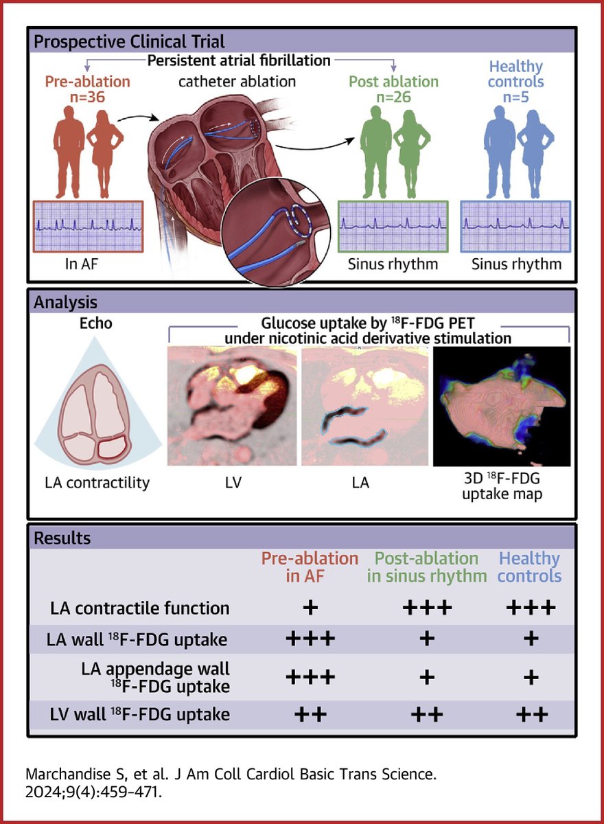 Dr. Sébastien Marchandise and colleagues demonstrate selectively increased LA glucose uptake in #AFib by FDG-PET. This has important implications for the pathophysiology and monitoring of AF progression. bit.ly/3Kbj4YC #JACCBTS #cvPET @bernhard_gerber