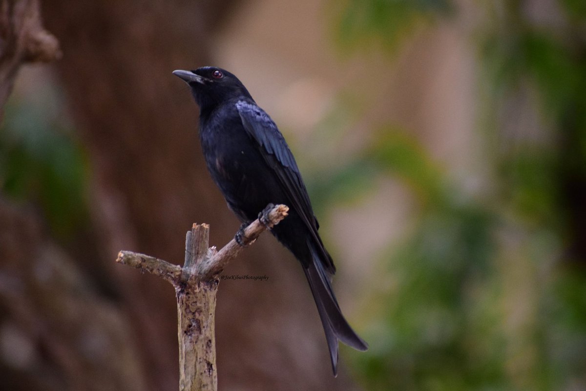 JosephKibui's tweet photo. @kirola_hemant Drongo Folk-tailed (Dicrurus adsimilis), a.k.a common drongo or African drongo.
Stone Town - Zanzibar Island, Tanzania
#forktaileddrongo #Dicrurusadsimilis #commondrongo #Africandrongo https://t.co/UM23Rjw63w