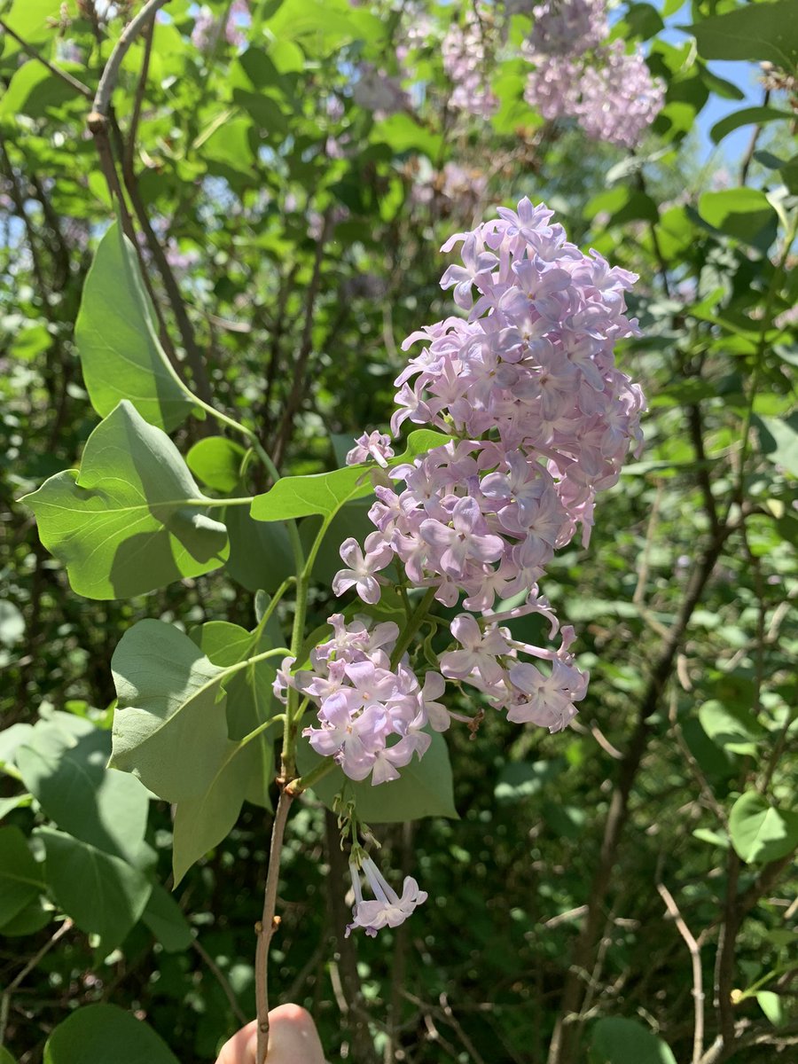 One of my favourite traditions I do every year with my class! It is amazing to see them discover playing in amongst the trees! <a href="/GravenhurstPS/">Gravenhurst PS</a>
