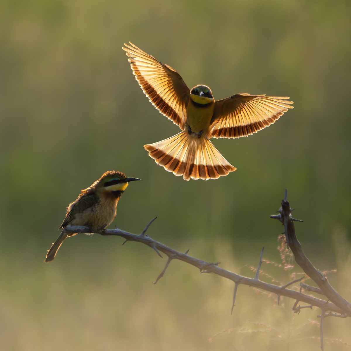 Winners of the PDI members choice competition 1st 🥇 Straight To The Point by @RyanbaileyP Joint 2nd European Hare by @hedleywright & Little Bee-eater by Bruce Liggitt @AP_Magazine @CambCClub @StIvesPhotoClub #nature #wildlife #StillLife #pen #birding #birds @SpottedInEly