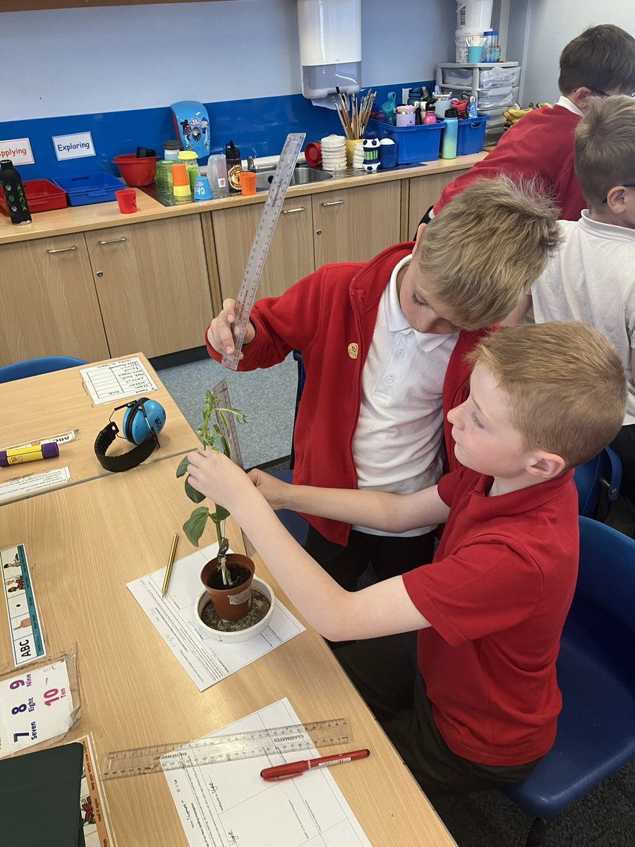 TheEllisY3's tweet photo. We have been measuring our plants today and looking if they are healthy. We were investigating in which conditions a plant grows the best. #TheEllisScience https://t.co/RBtmQgoQpE