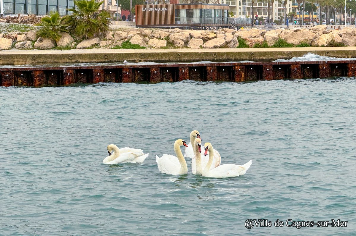 Bonjour ! La ville de #Cagnessurmer vous souhaite une excellente journée ! 😎 Chaque jour, une nouvelle photo vous invite à découvrir #Cagnessurmer. Aujourd'hui, direction l'embouchure de la Cagne avec les #cygnes. 🦢 📸 Ville de Cagnes-sur-Mer #nature #goodmorning #spring