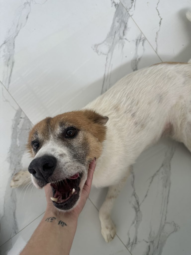 ayudemosapluto's tweet photo. My great #ZeusAP โฅ๏ธ๐ Many kisses to mom to start the day ๐ซถ๐ปWe are now reporting that we only need $312.23 for the rent and $73 for the shampoo. No matter how much you can donate, it all adds up to us, the needs at the shelter don't stop and we can't do it alone.Thanks once again https://t.co/LKen8CkNq4