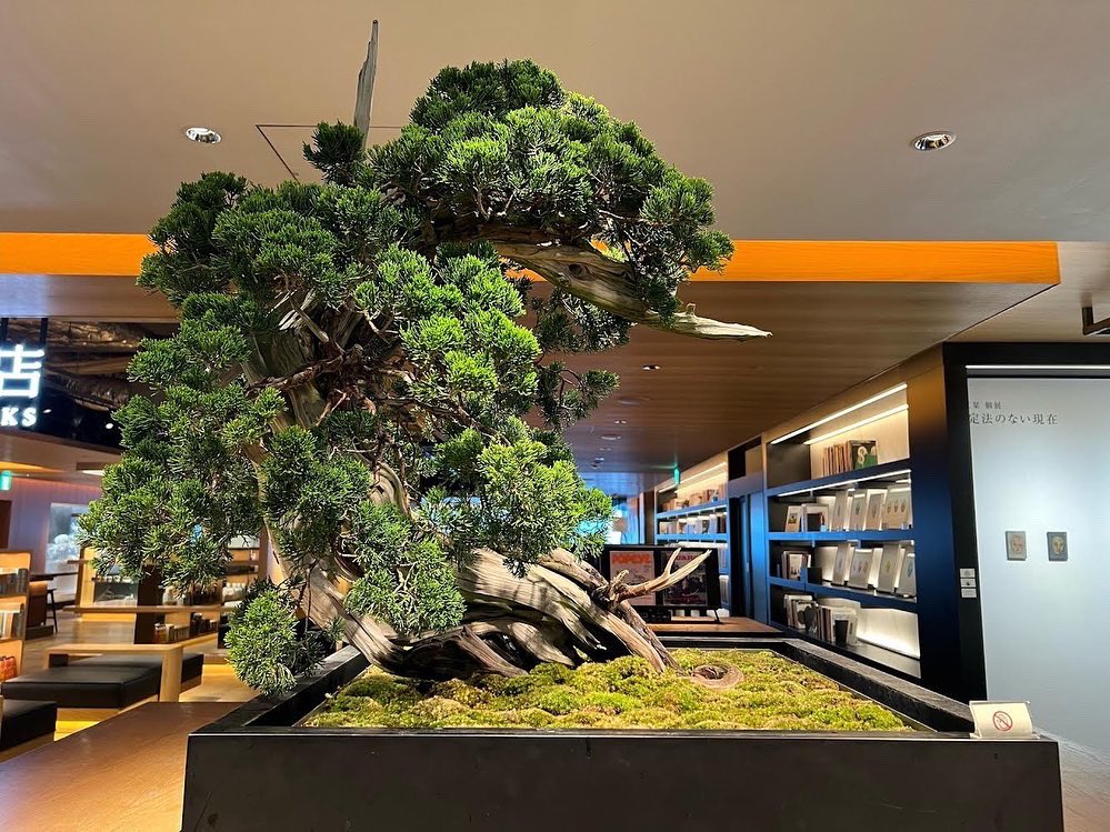 GT_jpculture's tweet photo. \販売中/
【盆栽】真柏 (シンパク) chinese juniper 樹齢約200年
#銀座蔦屋書店 #銀座 #蔦屋書店 #ギンザシックス #盆栽 #真柏 #シンパク #ヒノキ #ビャクシン #伊吹 #イブキ #御神木 #Ginza #GinzaSix #Bonsai #Shinpaku #chinesejuniper #Hinoki #Byakushin #Ibuki #Goshinboku https://t.co/5fyejXaDSX