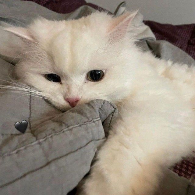 .┏━━━━ ☀ ━━━━┓
🌷Good evening 🌷
┗━━━━ ☀ ━━━━┛
