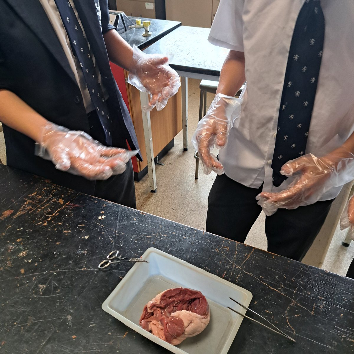 MeceScience's tweet photo. Year 9 were able to put the theory into practice today during a heart dissection and exploring the chambers and the route blood flows. https://t.co/r8N60OJejT