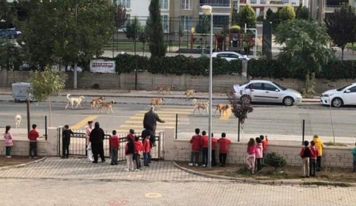 Hintliler ineğe tapıyor diye alay ederdik. Işıldaklılar yüzünden memleketin !ti insanından değerli...