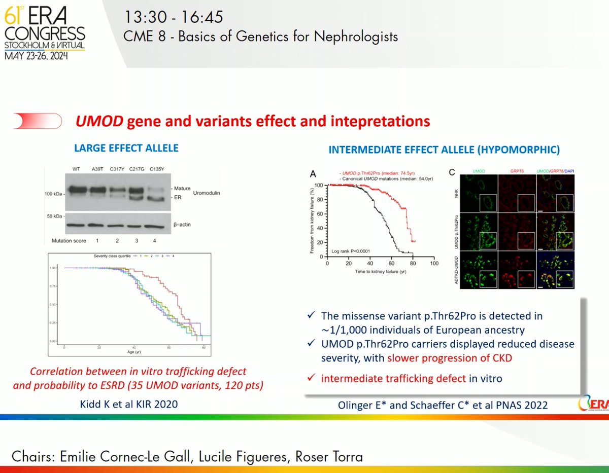 ADTKD_MUC1's tweet photo. @MuellerRom @ericolinger1 Prognosis in #ADTKD #UMOD depends on variants. Claudia #Izzi https://t.co/cD08WoasKb